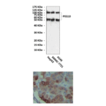 Anti-PEG10: Mouse Paternally Expressed Gene-10 Antibody