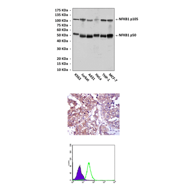 Anti-NFkB: Mouse NF-kappa-B1 Antibody