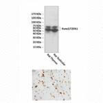 Anti-Runx2: Rabbit Runx2/CBFA1 Antibody