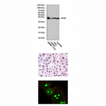 Anti-NPM: Mouse Nucleophosmin Antibody