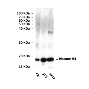 Anti-Histone H3: Polyclonal Histone H3 Antibody