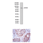 Anti-MTHFR: Mouse MTHFR Antibody