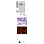 Anti-Ku80/XRCC5: Mouse Ku80/XRCC5 Antibody