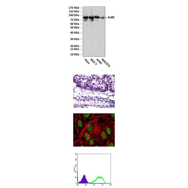 Anti-Ku80/XRCC5: Mouse Ku80/XRCC5 Antibody