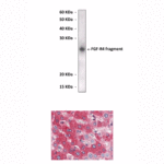 Anti-FGF-R4: Mouse Fibroblast Growth Factor Receptor Tyrosine Kinase 4 Antibody