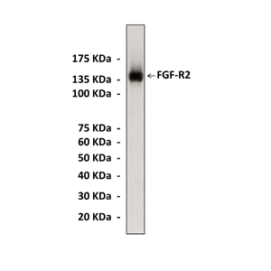 Anti-FGF-R2: Polyclonal Fibroblast Growth Factor-Receptor 2 Antibody