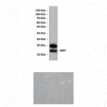 Anti-MBP: Rabbit MBP Antibody