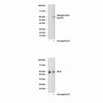 Anti-Phospho-ER-β: Polyclonal Estrogen Receptor-β, Phospho-Ser87
