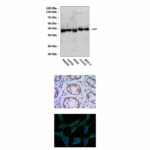 Anti-HIP: Monoclonal Hsp70-Interacting Protein Antibody