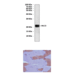 Anti-MLC3: Mouse Myosin Light Chain 3 Antibody