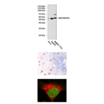 Anti-MOF/MYST1: Mouse MOF/MYST1 Antibody