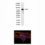 Anti-KLHL1: Mouse KLHL1 Antibody