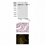 Anti-LPP: Mouse LPP Antibody