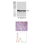 Anti-NQO1: Mouse NQO1 Antibody