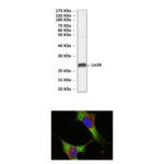 Anti-Lin28: Mouse Lin28 Antibody