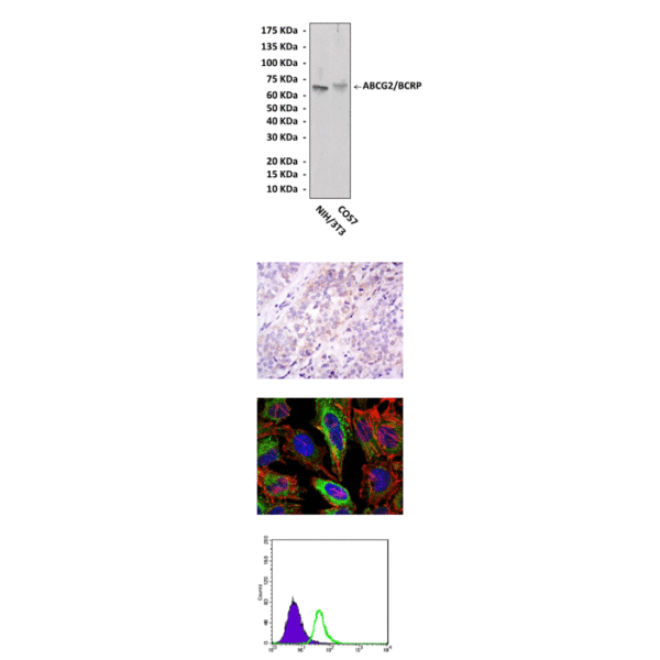 Anti-ABCG2/BCRP: Mouse ABCG2/BCRP Antibody
