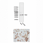 Anti-Skp2: Rabbit Skp2 Antibody