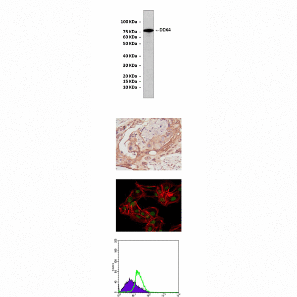 Anti-DDX4: Mouse DEAD Box Polypeptide 4 Antibody