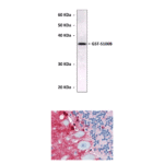 Anti-S100B: Mouse S100B Antibody
