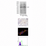 Anti-Smad4: Mouse Smad4 Antibody
