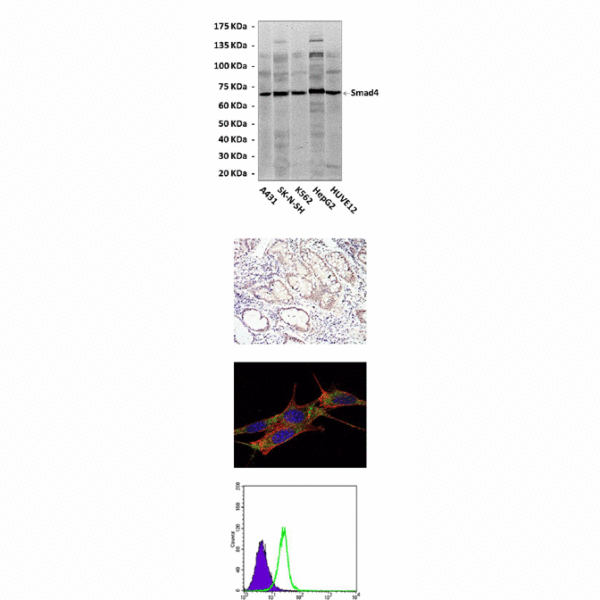 Anti-Smad4: Mouse Smad4 Antibody