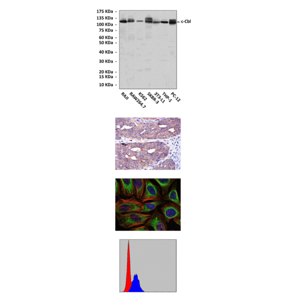 Anti-c-Cbl: Mouse c-Cbl Antibody