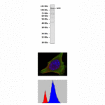 Anti-Jak3: Mouse Jak3 Antibody