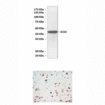 Anti-SCG3: Rabbit Secretogranin III Antibody
