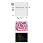 Anti-PHI: Monoclonal Phosphohexose Isomerase Antibody