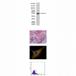 Anti-Keratin 15: Mouse Keratin 15 Antibody