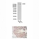Anti-ErbB2: Mouse ErbB2/HER2 Antibody