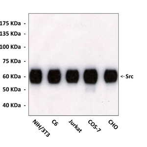 Anti-Src: Monoclonal  Src Antibody