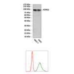 Anti-KCNQ1: Mouse KCNQ1 Antibody