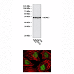 Anti-HDAC3: Mouse Histone Deacetylase 3 Antibody