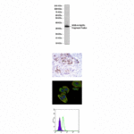 Anti-Mammaglobin A/MGB1: Mouse Mammaglobin A/MGB1 Antibody