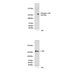 Anti-phospho-c-Abl: Polyclonal c-Abl, Phospho-Thr735 Antibody