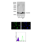 Anti-HP1β/CBX1: Mouse HP1beta/CBX1 Antibody