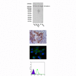 Anti-N-Cadherin: Mouse N-Cadherin Antibody