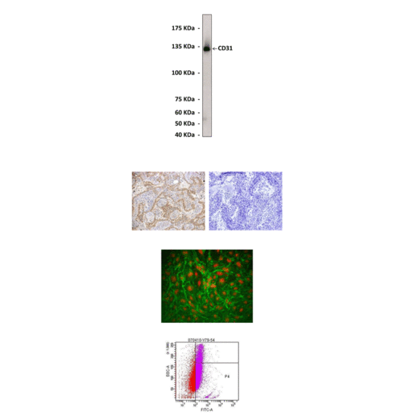 Anti-CD31: Monoclonal CD31 Antibody