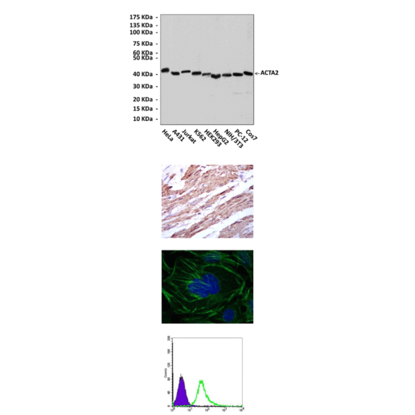 Anti-ACTA2: Mouse ACTA2 Antibody