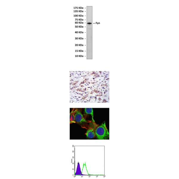 Anti-Fyn: Mouse Fyn Antibody