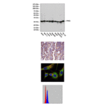 Anti-PHB1: Mouse PHB1 Antibody