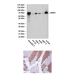 Anti-LMNA: Mouse LMNA Antibody