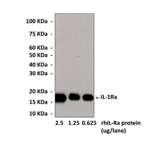 Anti-IL-1Ra: Monoclonal IL-1 Receptor Antagonist Antibody