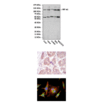 Anti-HIF1α: Mouse HIF-1 alpha Antibody