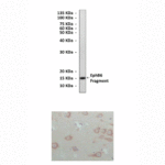Anti-EphB6: Mouse EphB6 Antibody