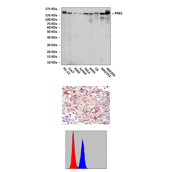 Anti-PRK2/PKN: PRK2/PKN Antibody