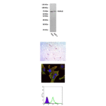 Anti-KLHL13: Mouse KLHL13 Antibody