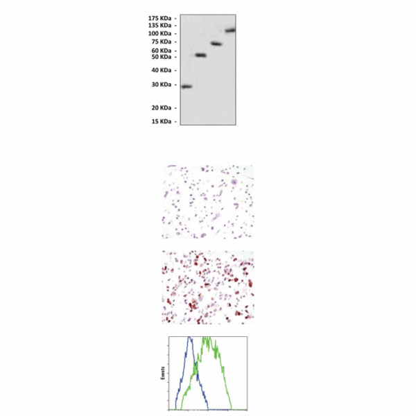 Anti-GFP: Mouse Green Fluorescent Protein Antibody