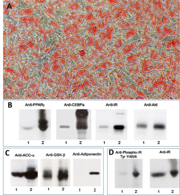 Human Preadipocytes: S-HPAd: Pre-Screened